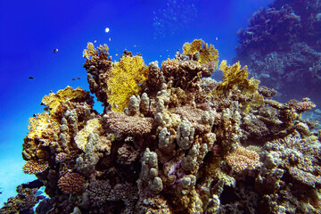 Fototapeta na wymiar coral reef and coral