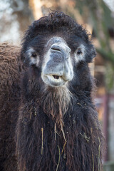 Two-Hump Camel in Zoo. Belgrade City, Serbia. 