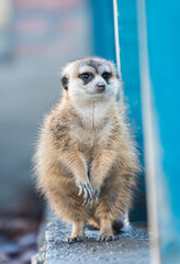 Meerkat in Zoo. Belgrade City, Serbia. 
