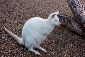 Red-Necked Wallaby in Zoo. Belgrade City, Serbia. © resul