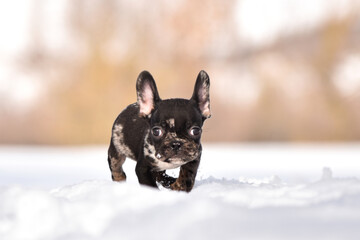Cute French bulldog puppy in winter park