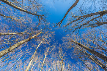 Bare trees in the forest against the blue sky