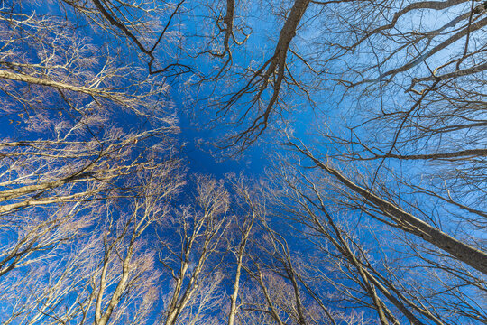Bare trees in the forest against the blue sky