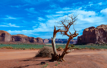 Dry coniferous tree against the background of red rocks and desert, Monument Valley, Arizona - Utah, USA