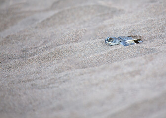 Tortuguero's Tiny Explorer - Baby Green Sea Turtle (Chelonia mydas) on Costa Rica's Shore