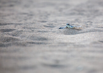 Tortuguero's Tiny Explorer - Baby Green Sea Turtle (Chelonia mydas) on Costa Rica's Shore