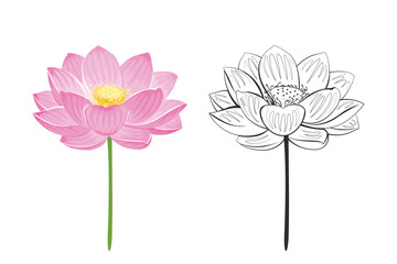 Lotus flower color cartoon illustration and outline. Line-art isolated on white background. Vector simple herbal plant icons. 
