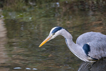 Ireland's Graceful Sentinel - Grey Heron (Ardea cinerea) in National Botanic Gardens.