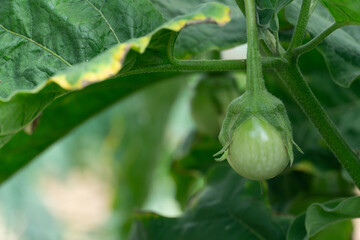 Fresh of green eggplant growing on a plant in the garden. Hanging on the tree. Background of blurred green leaves.
