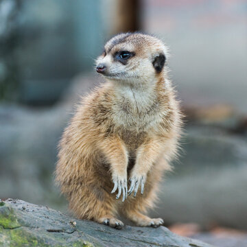 Meerkat in Zoo. Belgrade City, Serbia. 