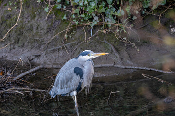Ireland's Graceful Sentinel - Grey Heron (Ardea cinerea) in National Botanic Gardens.