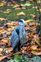Ireland's Graceful Sentinel - Grey Heron (Ardea cinerea) in National Botanic Gardens.