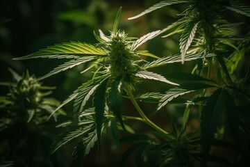 Marijuana plants hemp CBD. Generative AI