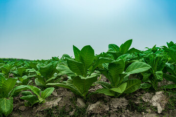 Lush young toback bushes. Field of tobacco. tobacco plantation, tobacco cultivation