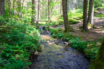 Fototapeta na wymiar Stream in the Bavarian Forest