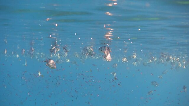 A school of small fish near the surface of the sea in the calm. Underwater ocean background