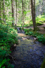  Stream in the Bavarian Forest