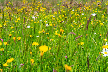  Meadow in the Bavarian Forest