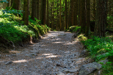 Path and Streets in the Bavarian Forest