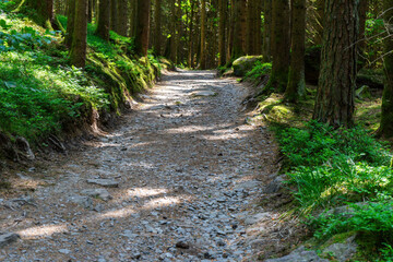 Path and Streets in the Bavarian Forest