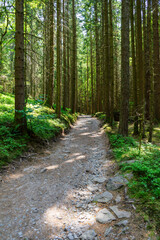 Path and Streets in the Bavarian Forest