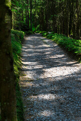 Path and Streets in the Bavarian Forest
