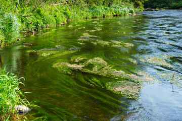  River Rain Regen in the Bavarian Forest