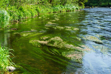  River Rain Regen in the Bavarian Forest
