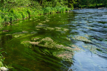  River Rain Regen in the Bavarian Forest