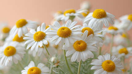 Fototapeta premium daisies in a field