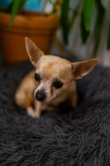 Leila the Chihuahua Lady is Sitting in Nest.