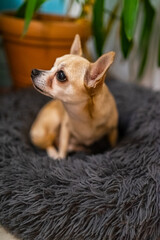 Leila the Chihuahua Lady is Sitting in Nest.