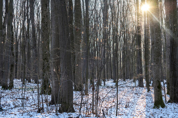 Obraz premium Deciduous forest, during winter snow time in Romania Voluntari