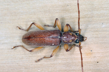 Ceresium unicolor, longhorn beetle (Cerambycidae), also known as long-horned or longicorns found on island of Mauritius.