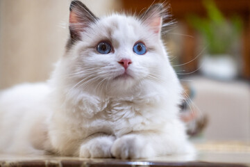 Cute, small Ragdoll cat. 4 months old