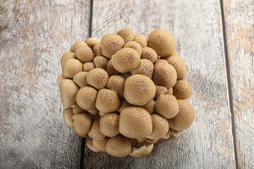 Raw asiam delicacy mushroom Shimeji