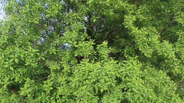 Salvadora, also known as tootbrush tree, a genus of flowering plants in the family Salvadoraceae.