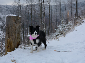 Czarno biały pies rasy Border Collie na zimowym szlaku turystycznym - obrazy, fototapety, plakaty