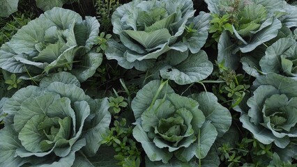 a collection of cabbage plants blooming in an agricultural area