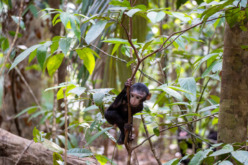 Obraz premium Celebes crested macaque found during a trekking in Tangkoko National Park, endemic monkey of Sulawesi, Indonesia.