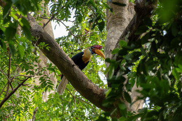 Sulawesi Hornbill found in Tangkoko National Park, Sulawesi, Indonesia, endemic bird. © Lluislc