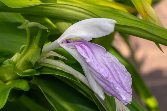 Roscoea purpurea a summer autumn fall flowering plant with a purple summertime flower commonly known as Bhordaya, stock photo image