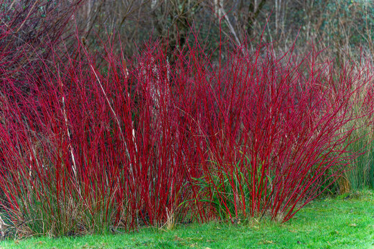 Cornus alba shrub with crimson red stems in winter and red leaves in autumn commonly known as  dogwood, stock photo image