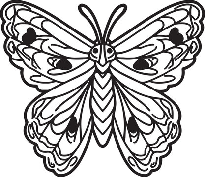 Almond Moth Vector