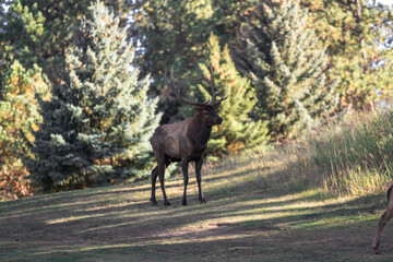 Elk on the path