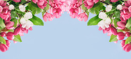 Spring blossom, garden branches of magenta blossoming red cherry full frame. Pink sakura or fruit tree viva flowers, copy space border banner.