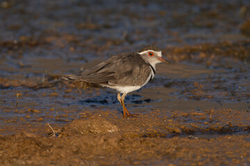 Three-banded plover, three-banded sandplover - Charadrius tricollaris wading on brown ground. Photo from Vanrhynsdorp in South Africa.