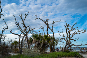 Dry trees on the sandy shore of a wide beach against the backdrop of a cloudy sky, Driftwood Beach, Georgia