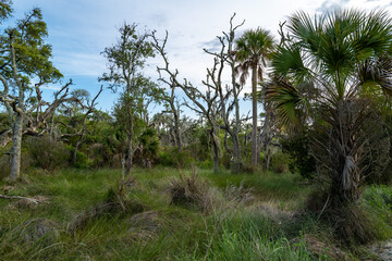 Fototapeta na wymiar Panoramic view of the forest, palm trees and dead trees in the wetland along the ocean coast, Driftwood Beach, Jekyll Island