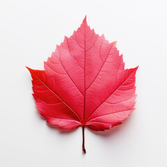 Red leaf isolated on crear white background